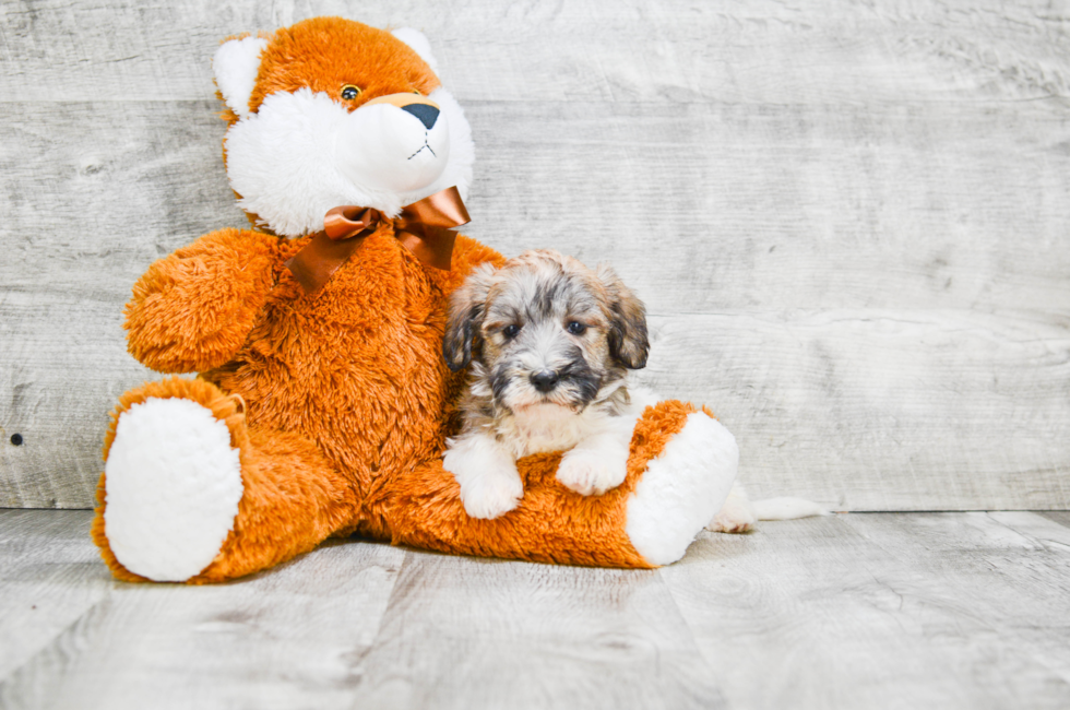 Small breed puppies for sale Teacup Pups for sale in Ohio Premier Pups