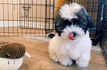 small black and white puppy licking its face and sitting inside its dog crate