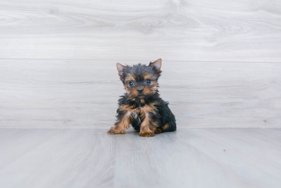 Meet Beckham - our Yorkshire Terrier Puppy Photo 
