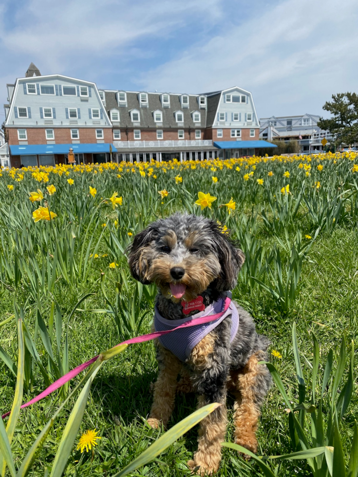 teddy bear cut on a cockapoo - cockapoo sitting in a grass field