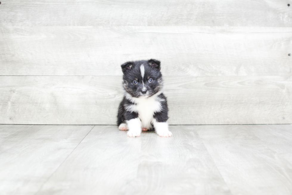 Meet Jax - our Pomsky Puppy Photo 4/4 - Premier Pups