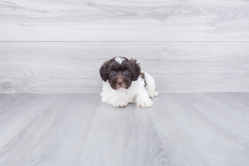 Meet Shinola - our Mini Labradoodle Puppy Photo 1/4 - Premier Pups