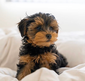 Yorkipoo Puppies For Sale - Premier Pups