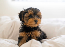 Happy Yorkie Doodle Poodle Mix Pup