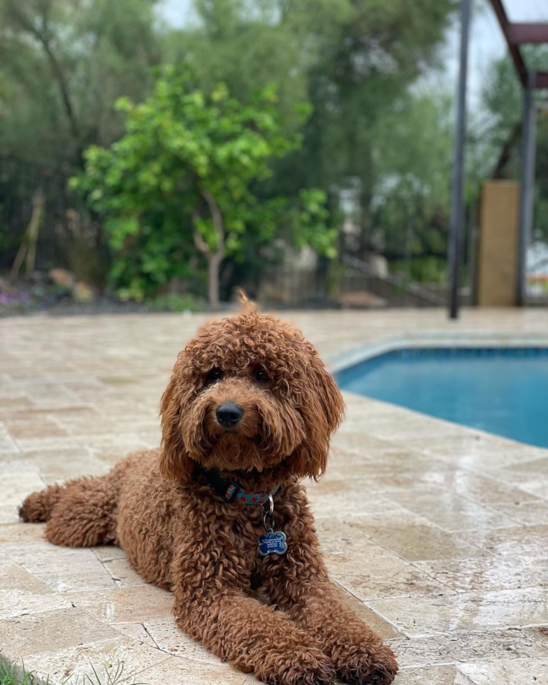 brown mini goldendoodle with curly hair sitting by a pool