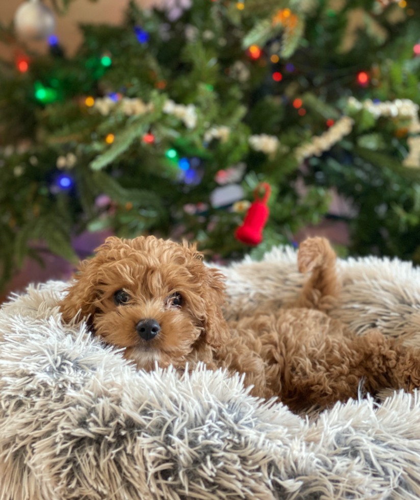 curly brown cavapoo