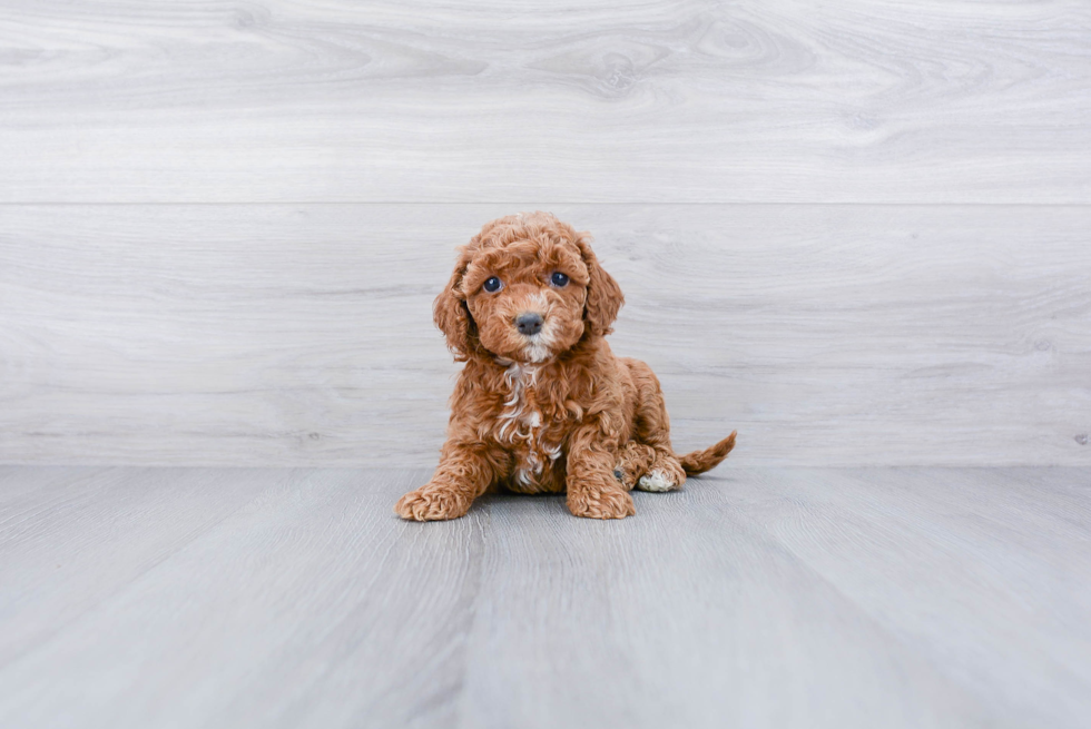 Meet Polly - our Cockapoo Puppy Photo 1/3 - Premier Pups