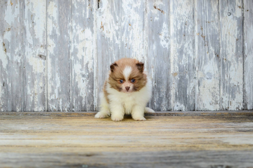 Friendly Pomeranian Purebred Pup