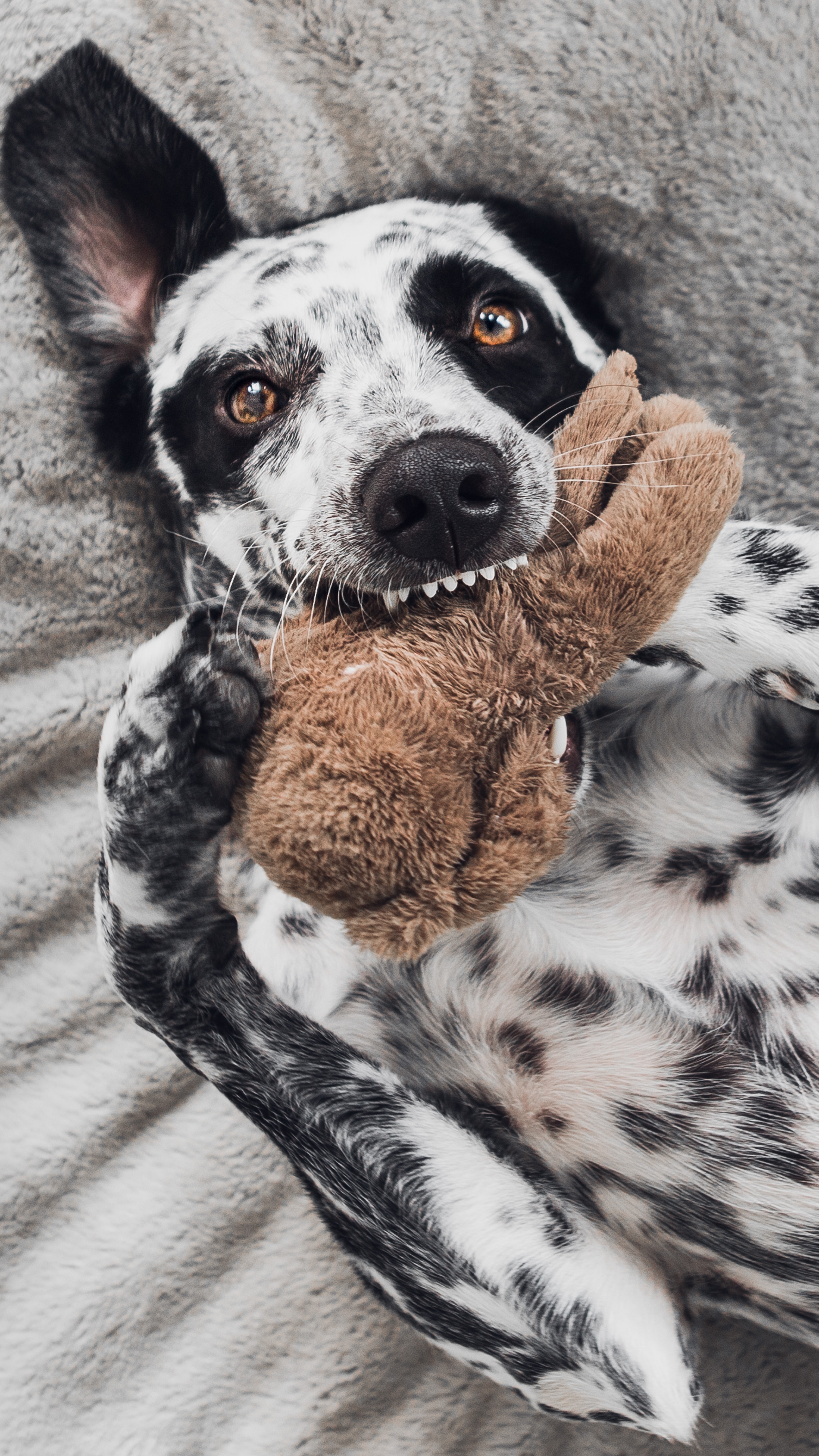 hilarious dog chewing a toy
