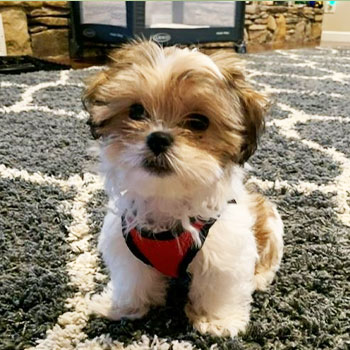 teddy bear malshi dog sitting on the floor