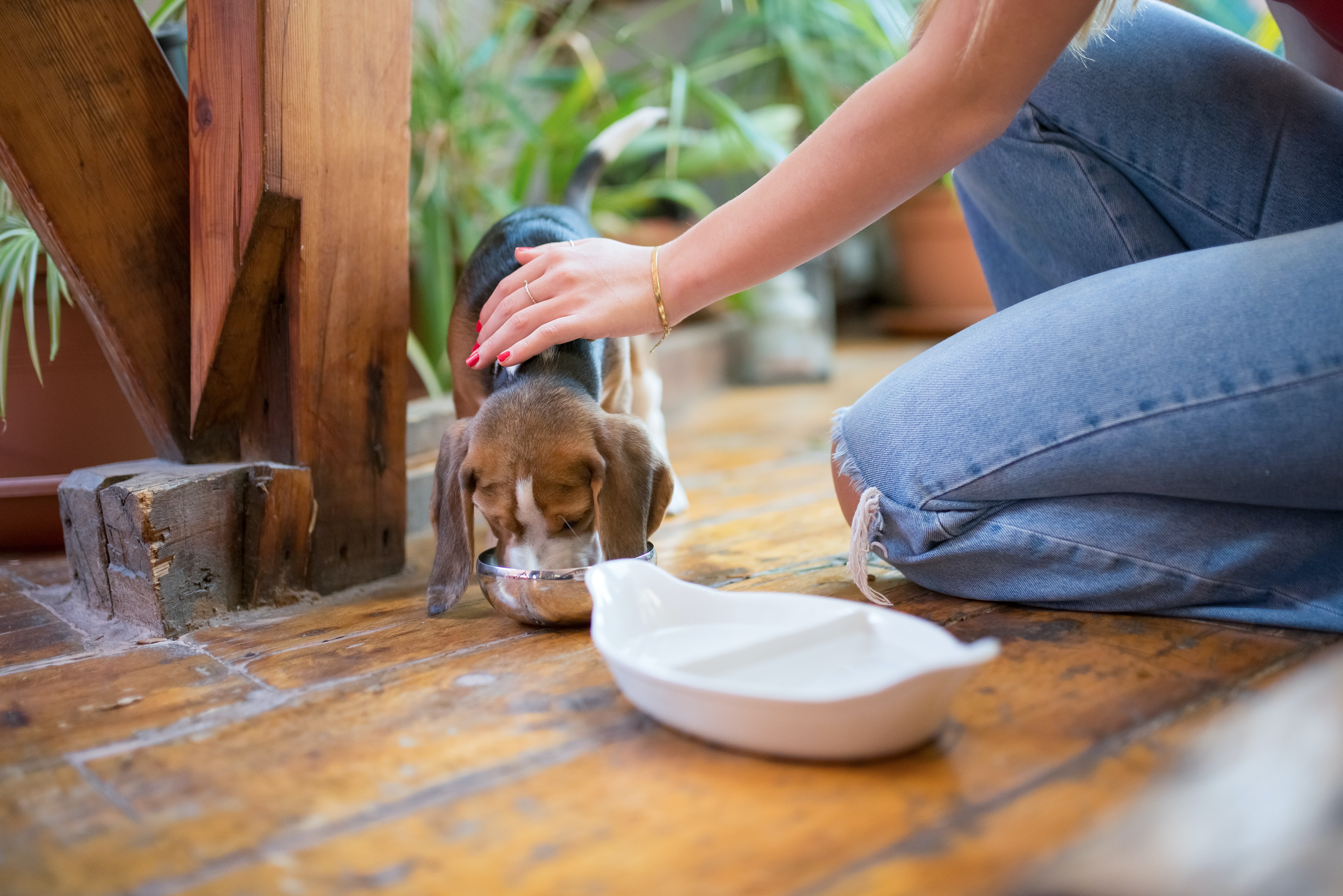 person petting a puppy that is eating from a bowl