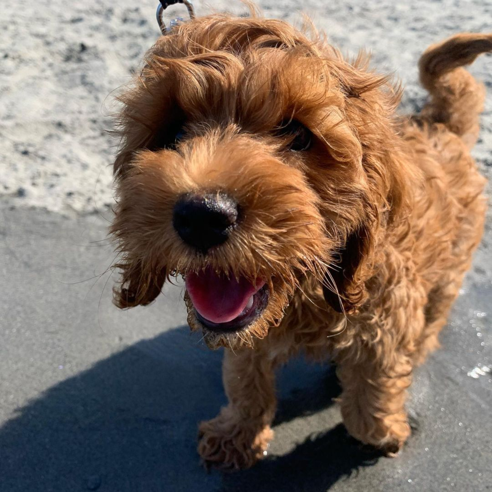 cockapoo dog on a beach - cockapoo dog grooming guide 