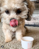 Puppy For Sale Premier Pups Teddy Bear Being Cute