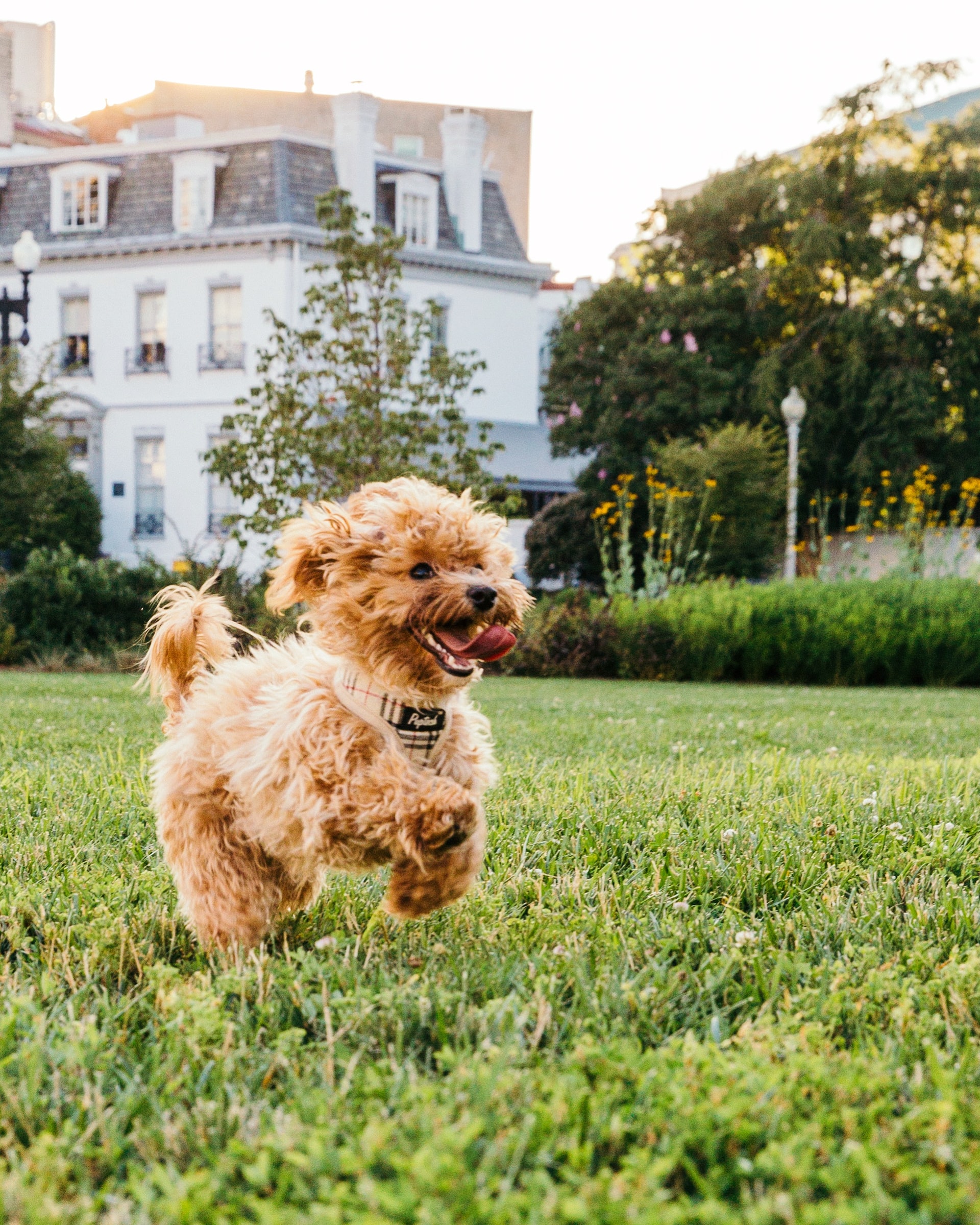 funny puppy playing fetch