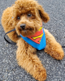 Puppy For Sale Premier Pups Friendly Poodle Purebred Pup