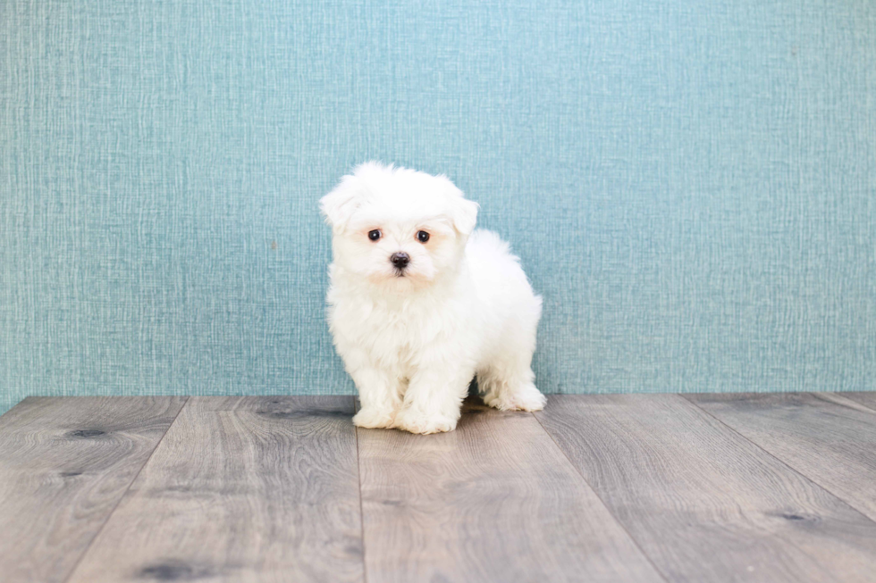 Fluffy Maltese Purebred Puppy
