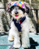 Puppy For Sale Premier Pups Cute Havapoo Pup