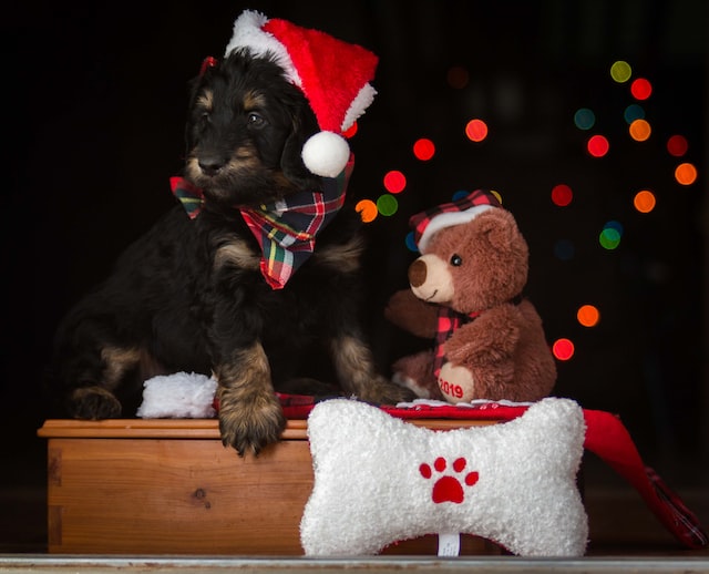 dark-coloured puppy with a bow and a santa hat