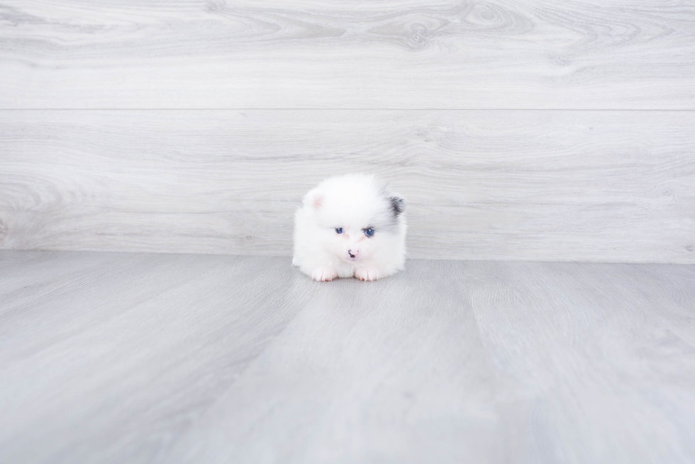 Energetic Pomeranian Purebred Puppy