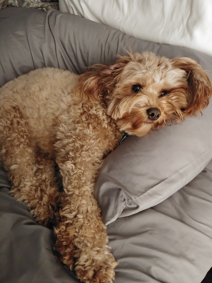 brown curly coated mini bernedoodle with hypoallergenic qualities 