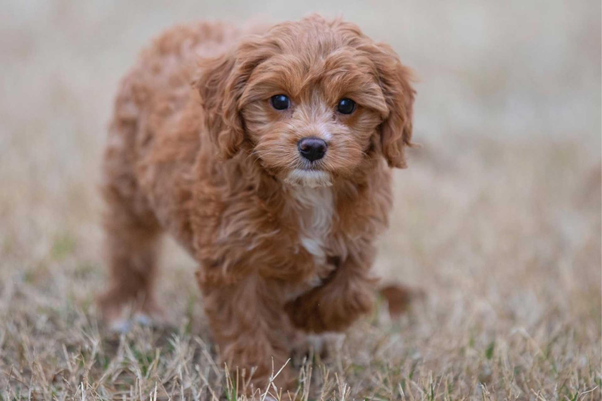  Cavapoo puppy