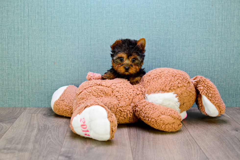 Meet Sloane - our Yorkshire Terrier Puppy Photo 