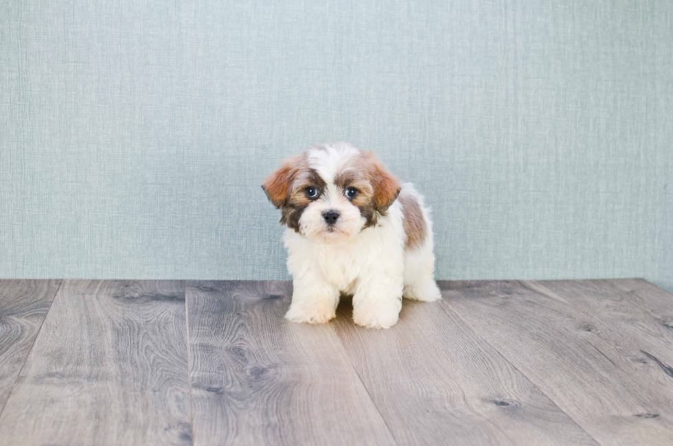 Teddy Bear Puppies for Sale Shichon Puppies