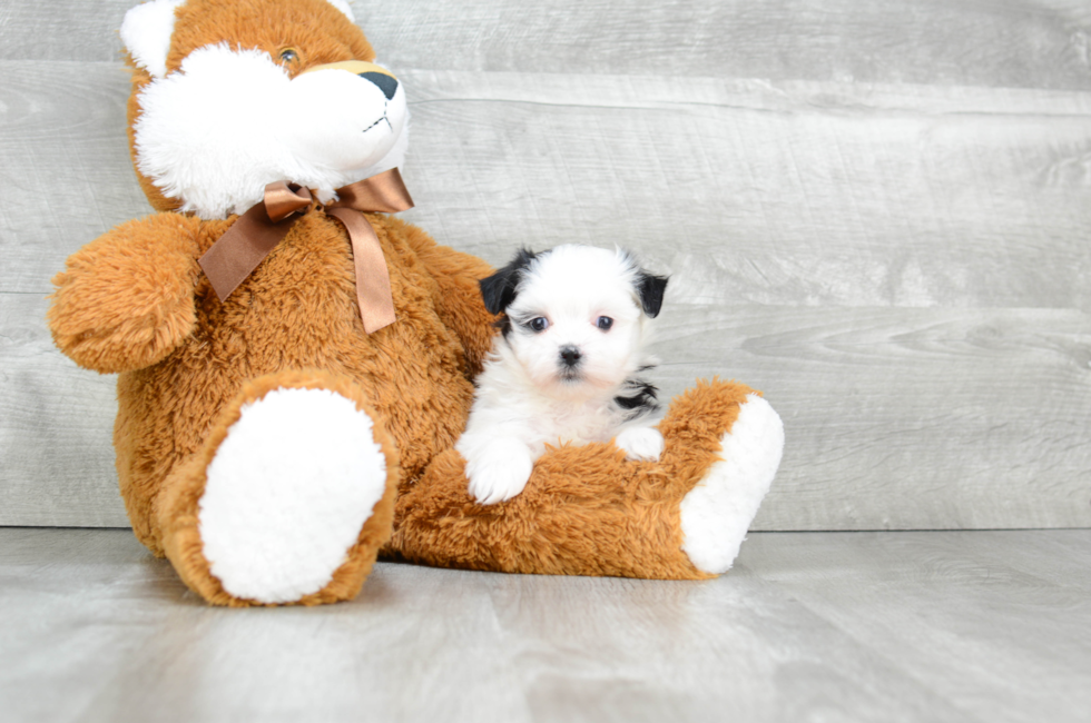 teddy bear puppies shichon