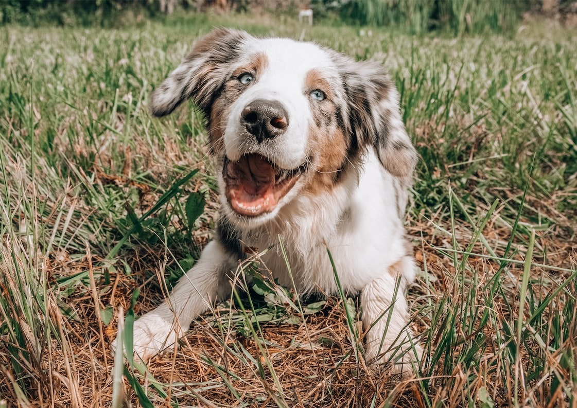 Joyful dog with a big smile and bright eyes showcasing happiness