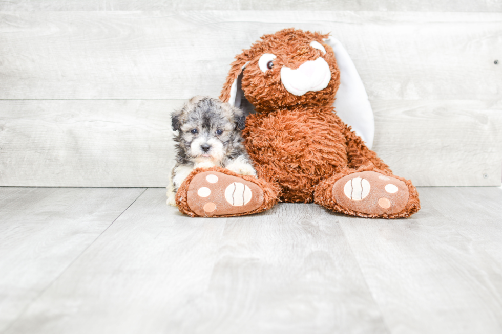Meet Andy - our Teddy Bear Puppy Photo 2/2 - Premier Pups
