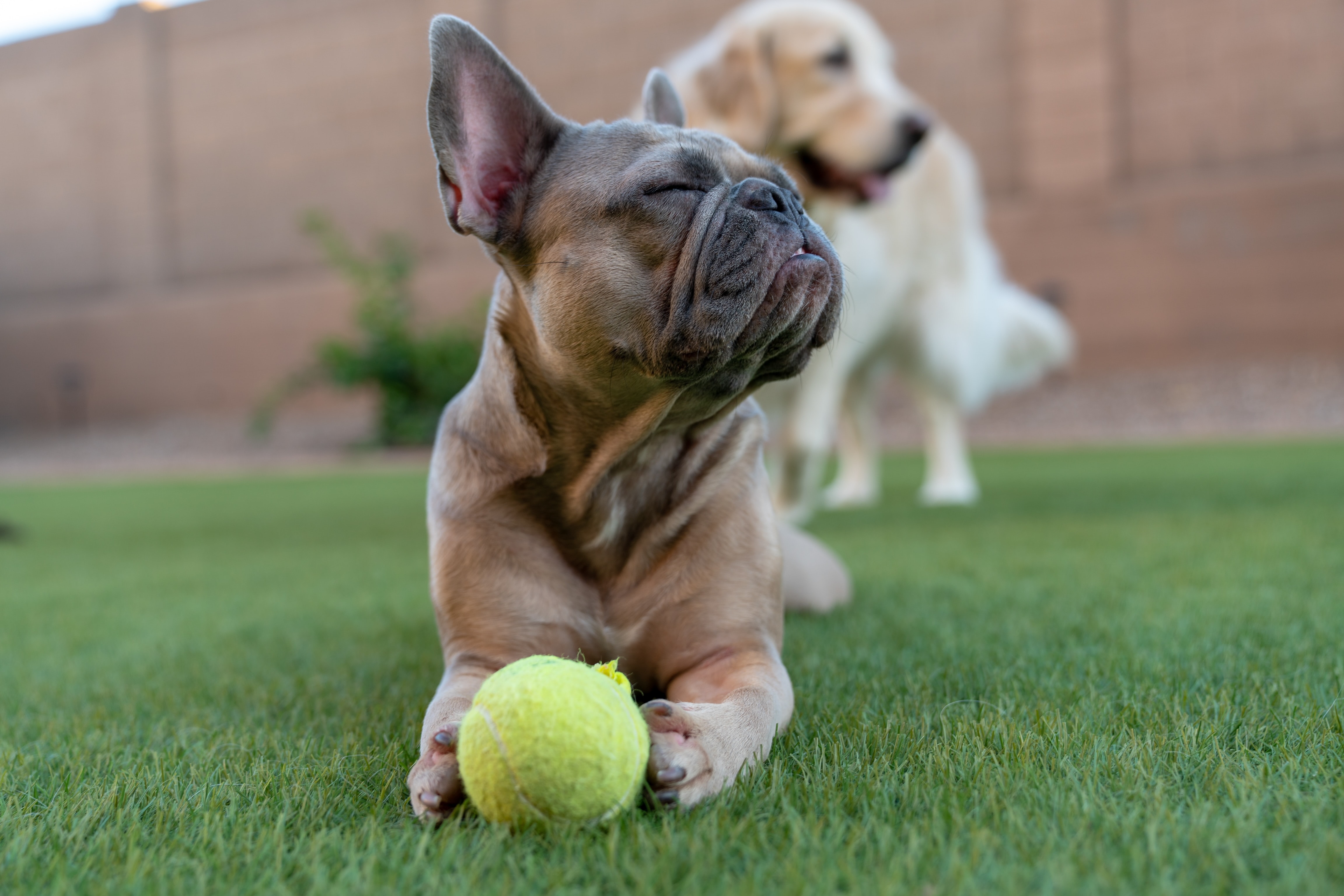 French bulldog in front of a retriever