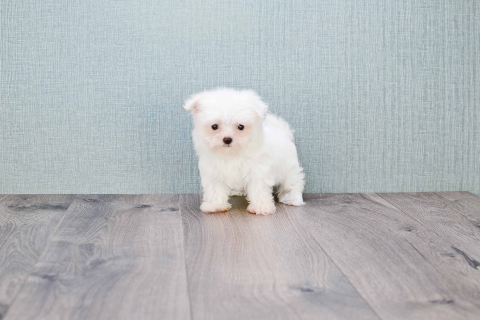 Little Maltese Purebred Pup