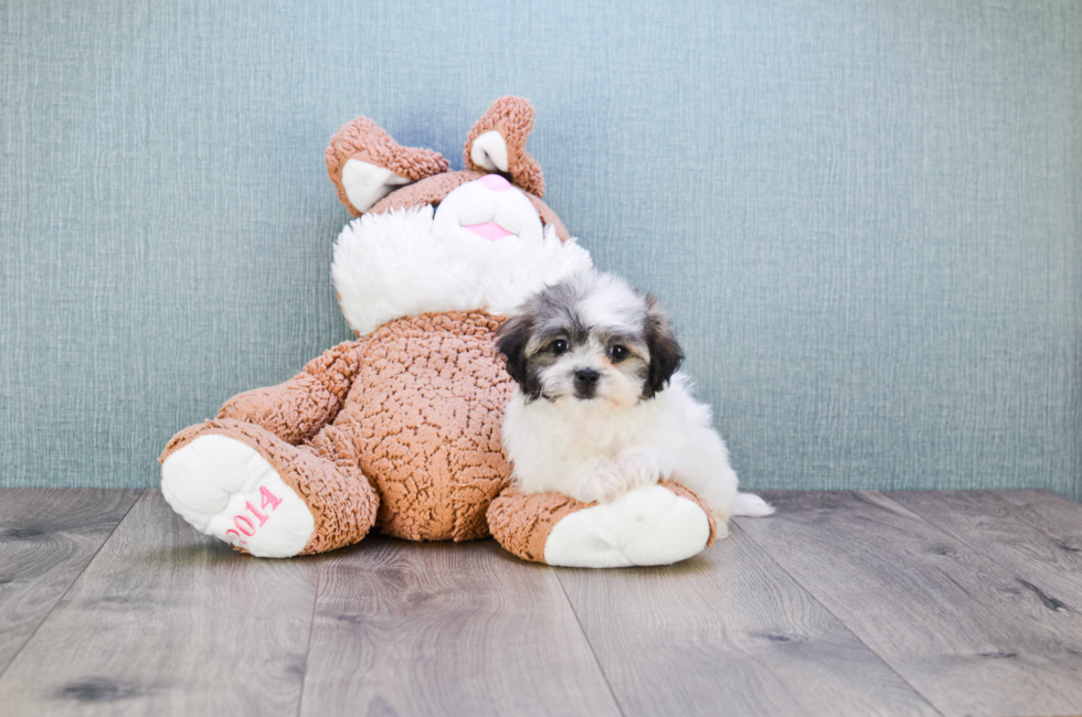 gund stuffed animals cats