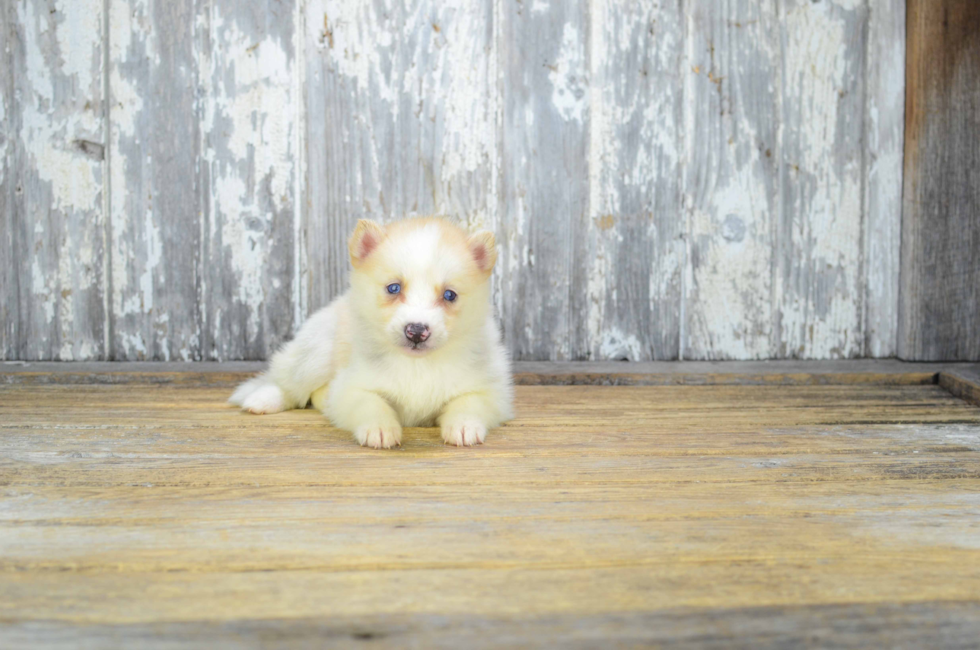 Cheap Small Dogs For Sale In Ohio Cheap Small Dogs For Sale In Ohio