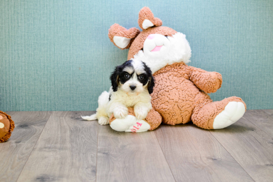 Hypoallergenic Cavalier Designer Puppy