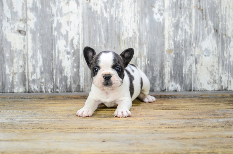 Small French Bulldog Baby