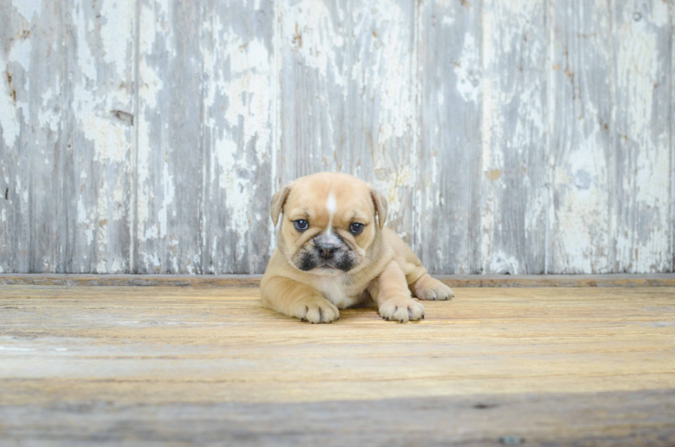 English Bulldog Puppy for Adoption