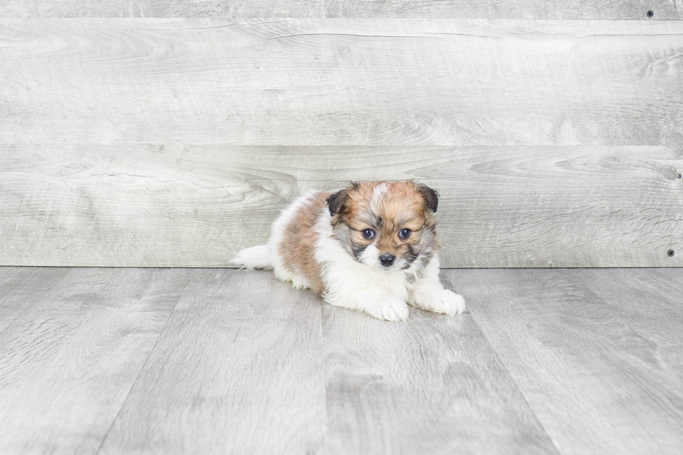 Maltipom Pup Being Cute