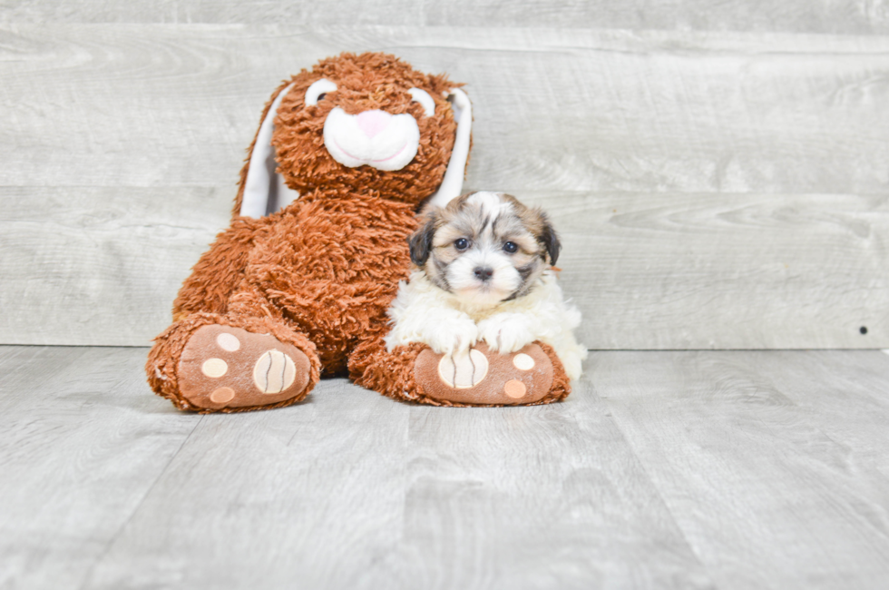 Small breed puppies for sale Teacup Pups for sale in Ohio Premier Pups