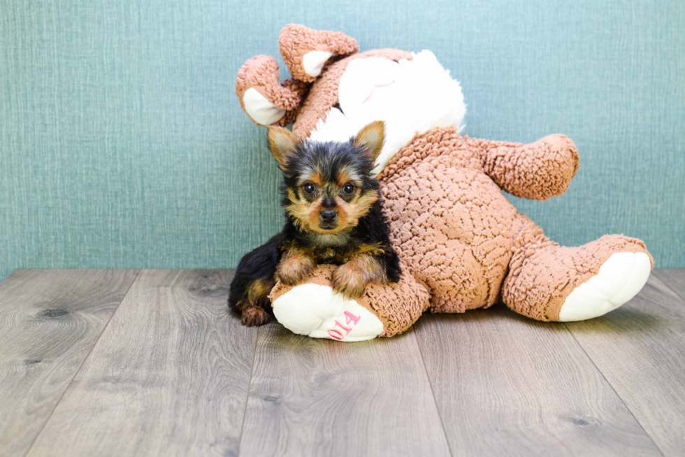 Meet Teacup-Joey - our Yorkshire Terrier Puppy Photo 