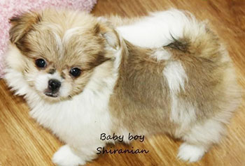 tan and white shih poo dog