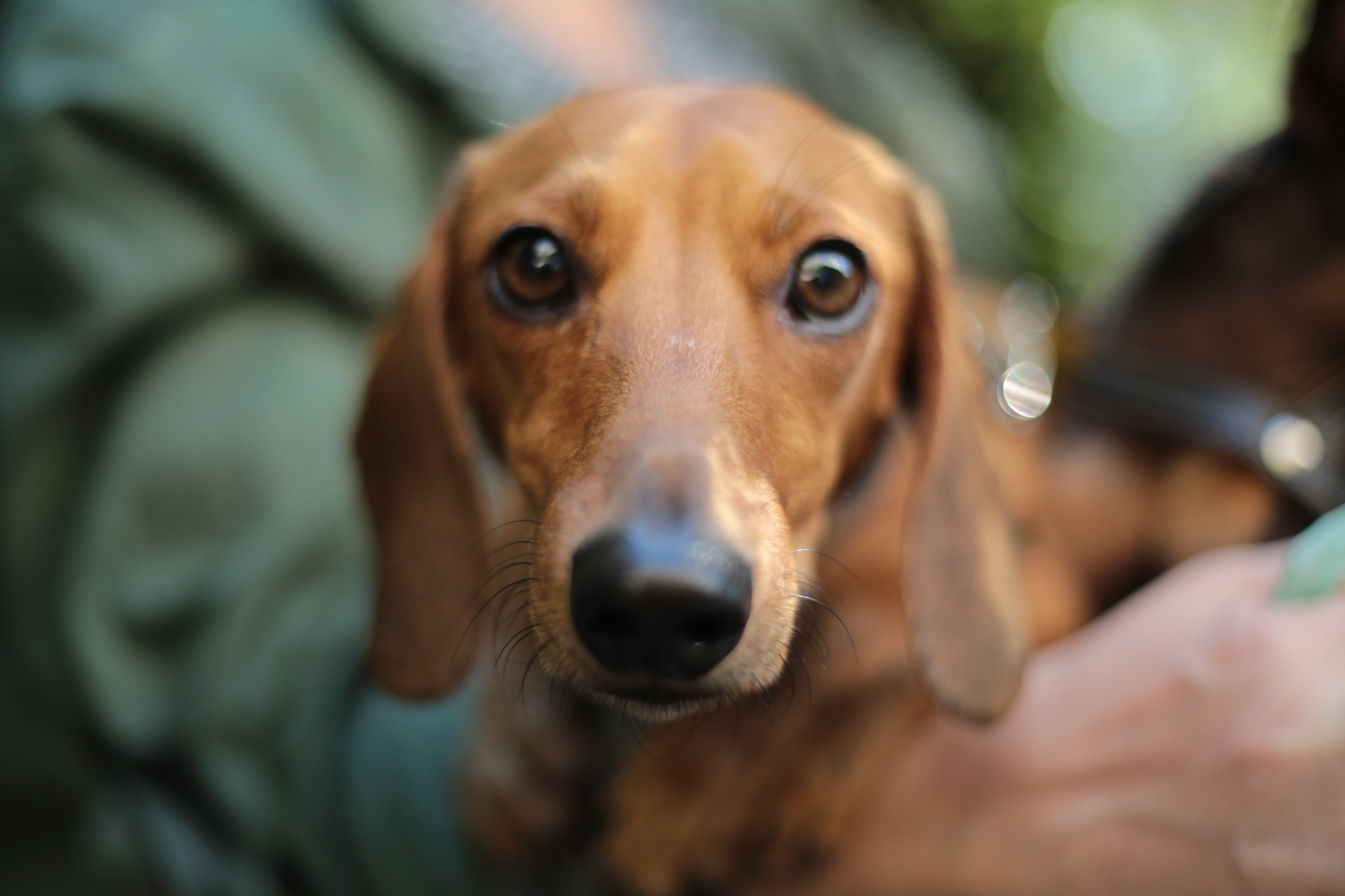 brown dachshund dog looking intensely at the camera