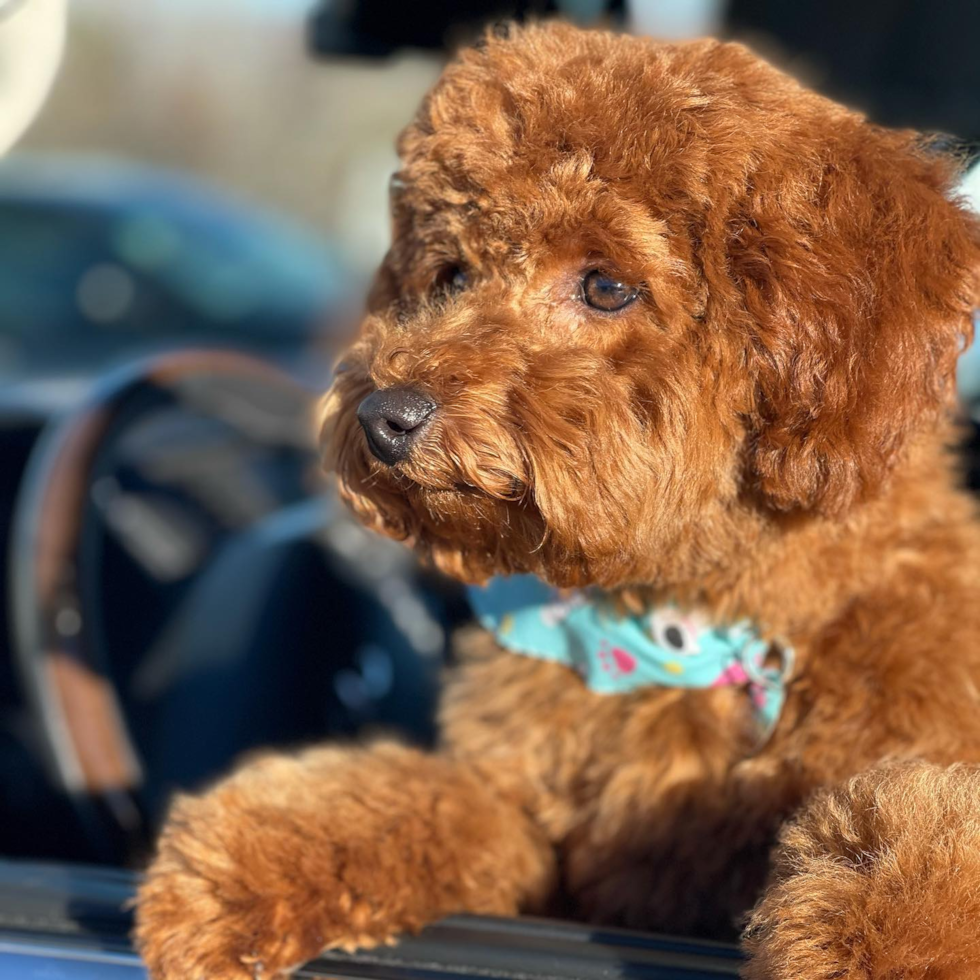 mini goldendoodle red sitting out the window of a car. the dog has fluffy red hair