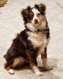 Friendly Mini Aussie Purebred Pup