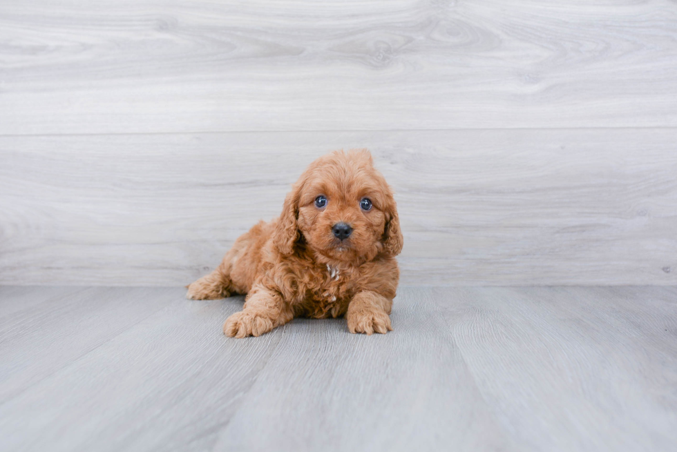 Meet Hazelnut - our Cavapoo Puppy Photo 2/3 - Premier Pups
