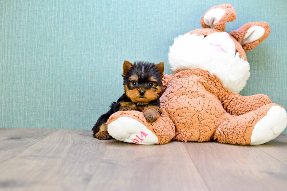 Meet Giselle - our Yorkshire Terrier Puppy Photo 