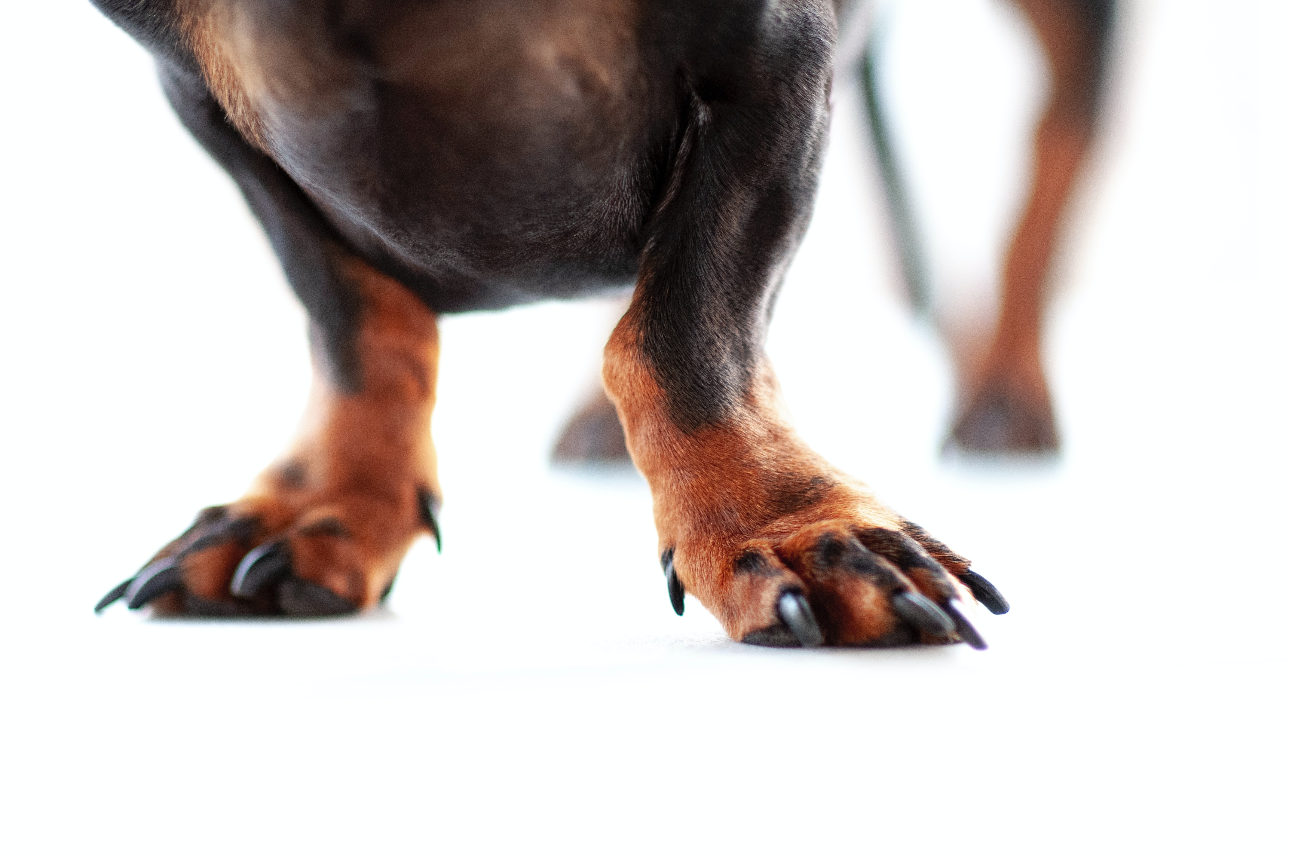 dog paws with huge nails