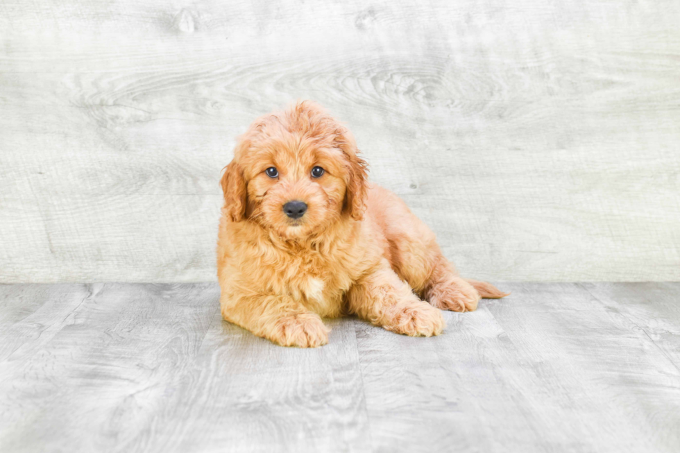 Meet Rover - our Mini Goldendoodle Puppy Photo 1/2 - Premier Pups