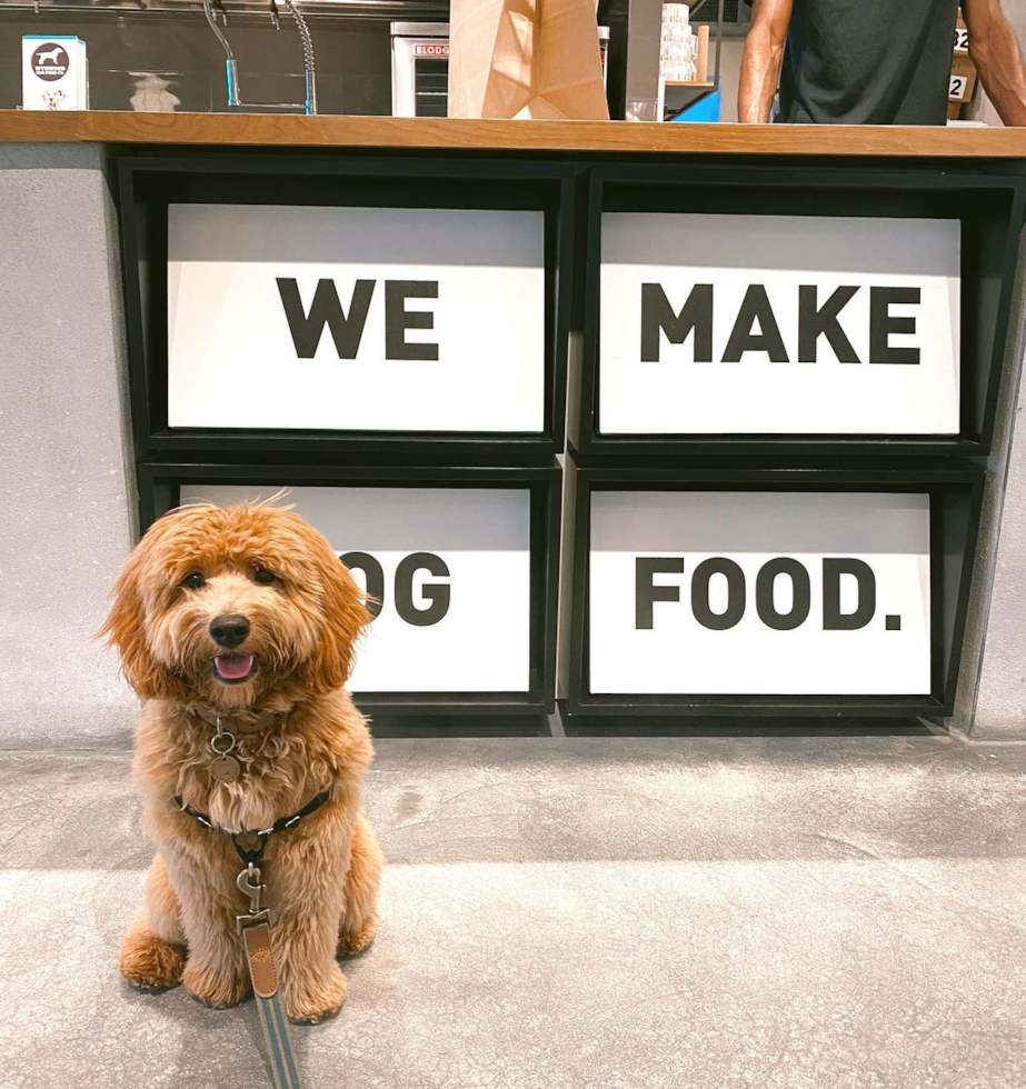 small mini goldendoodle sitting at a front desk in a store. the desk has writing on it that says WE MAKE DOG FOOD