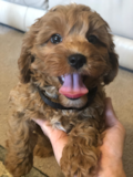 Cavapoo Being Cute